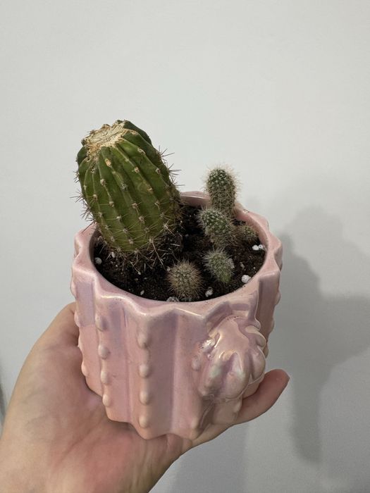 Кактус в керамическом горшке