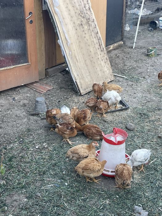 Vand pui rasa de carne si oua