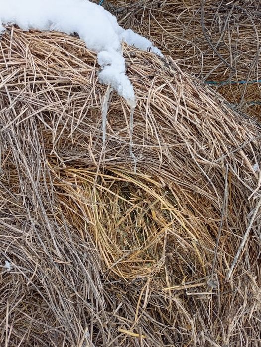 Vând baloți rotunzi mari.