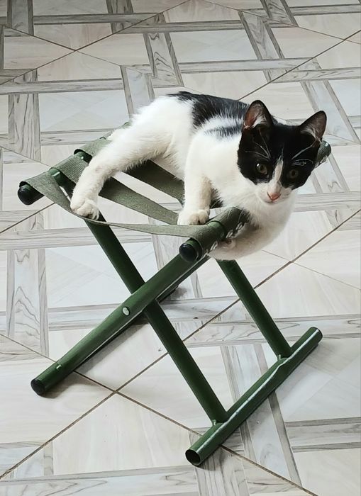 Котята в дар добрым людям