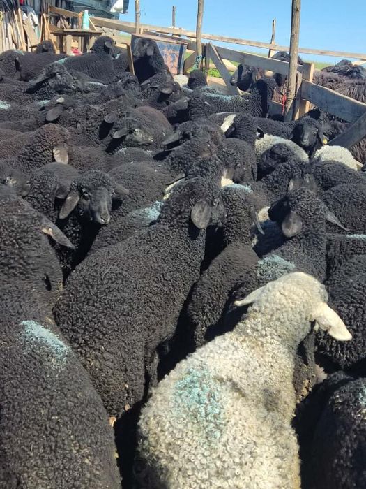 Miei Rasa Karakul