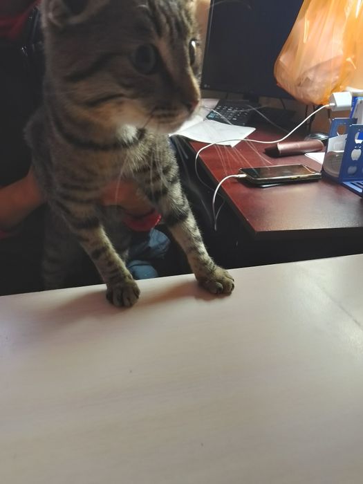 Отдам кота в добрые руки