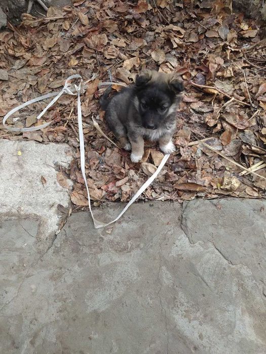 Отдам щенка в добрые руки