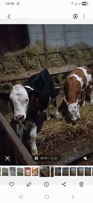 Vita Baltata cu Negru Rom.