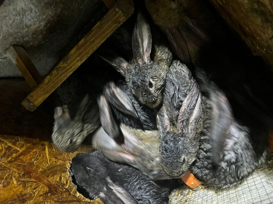 Кролики 3 месяца