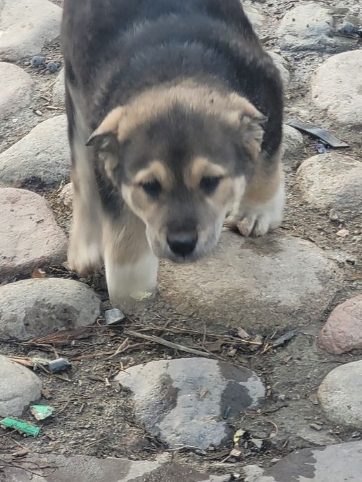 Отдам  двух алабаев шенят