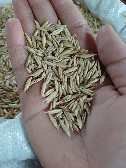 Vând cereale - porumb,  grau , ovăz, orz, floarea soarelui,  uruiala