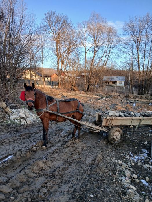 Iapa de 5 ani și mânz de 1 an și 7 luni schimb cu o iapa mai mare