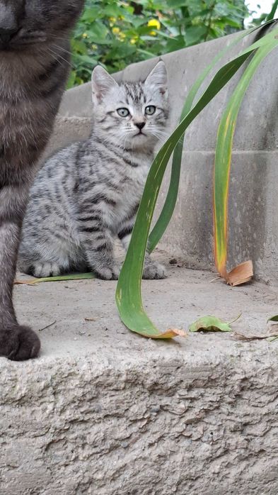 Котята мальчики, отдам