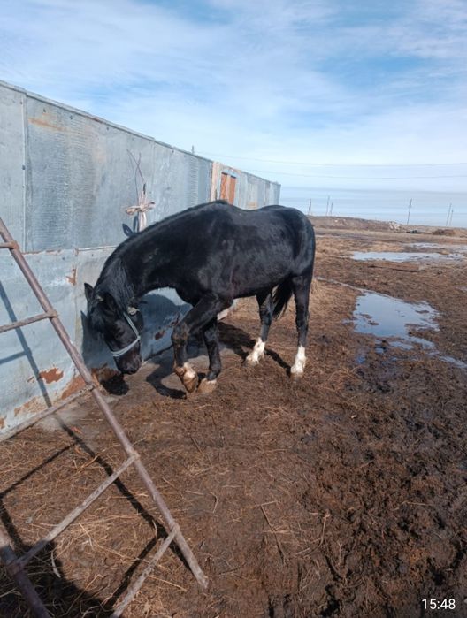 Айғыр сатам 7 жаста