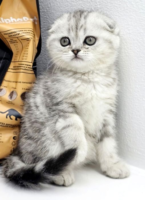 Мраморная  серебро КошЕчка