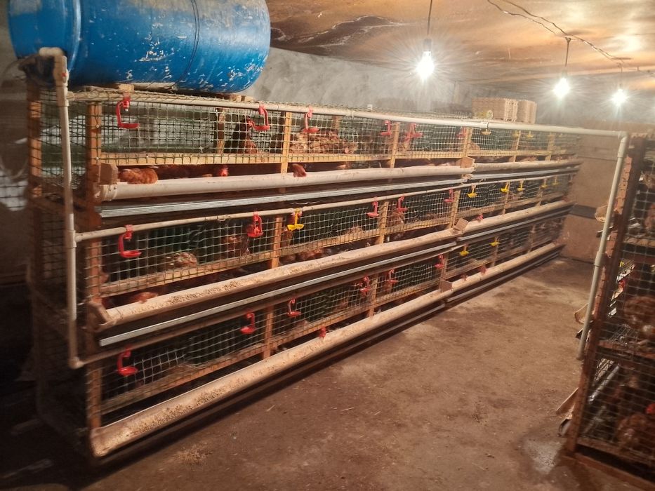 Несушка тауық 8 айлық