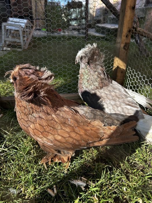 Porumbei diferite rase