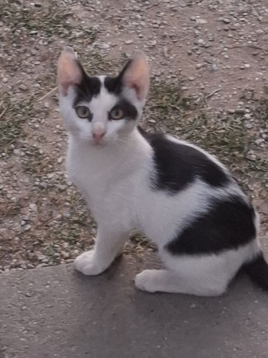Donez pui de pisicã