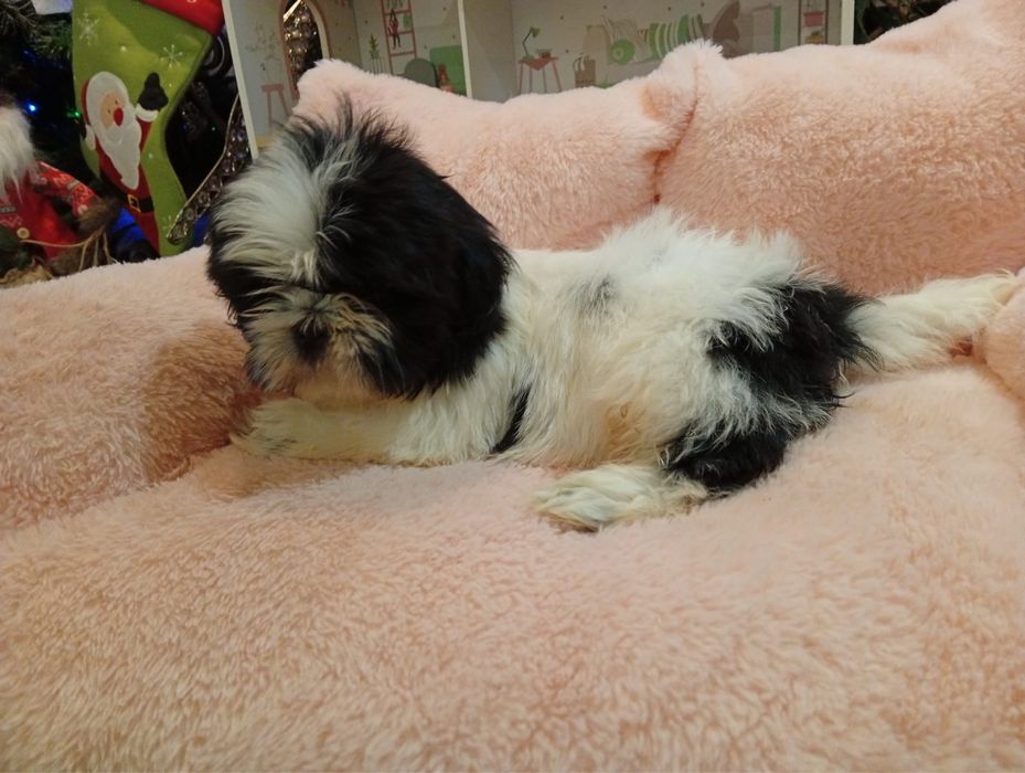 Pui Shih Tzu femela