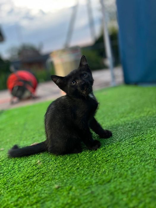 Котята веслоухие!