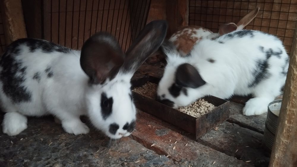 Продаются кролики