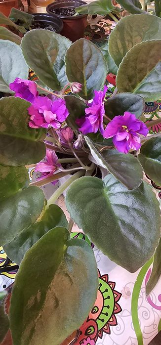 Продам фиалки разные