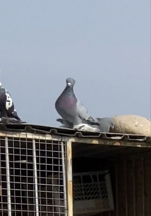 Голуби капканка            .