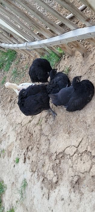 Австролорп румыния