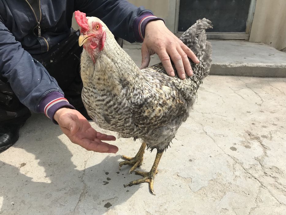 Петух.              .