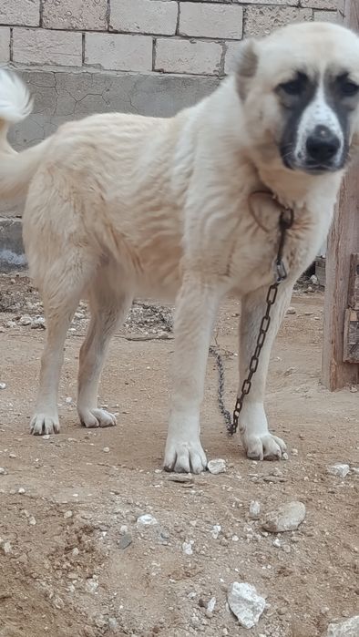 Ұрғашы күшіктер әдемі