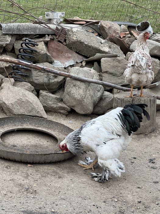 Vand cocosi  de rasa