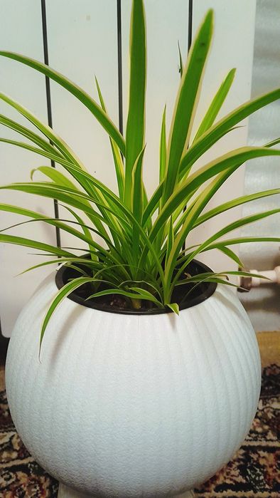 Хлорофитум Xlorofitum Xonaki gul tuvakda Xlorofitum