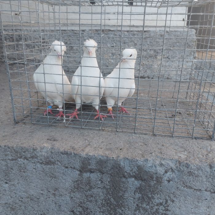 Бели чернахвость бровястые  самец