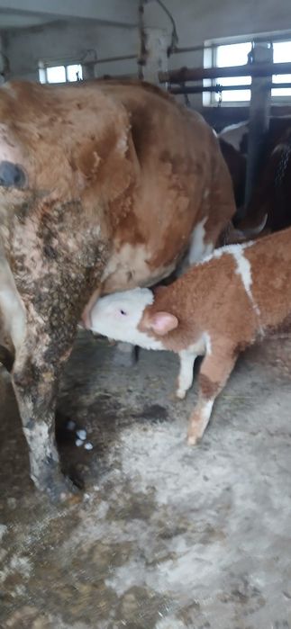 Vând vaci bune de lapte