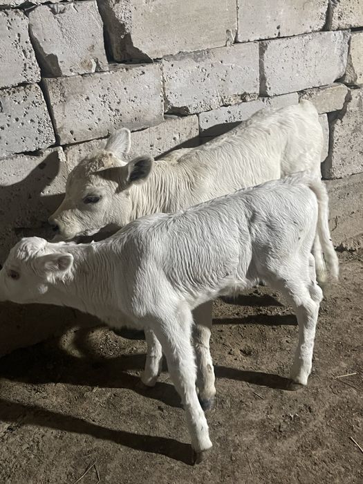 Бұзау сатылады бузау