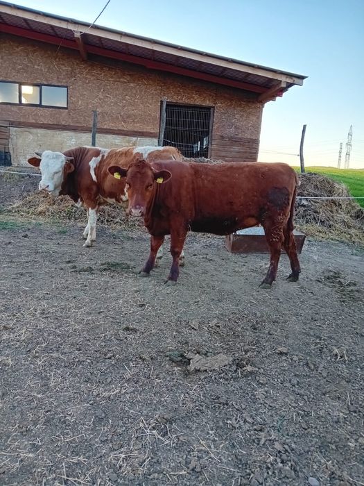 Vand Tauras baltat si vitea angus