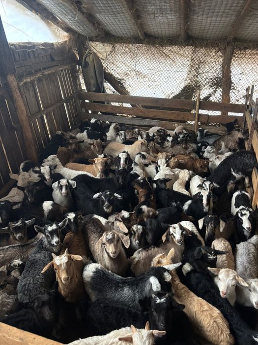 Iezi de vânzare pentru Paște