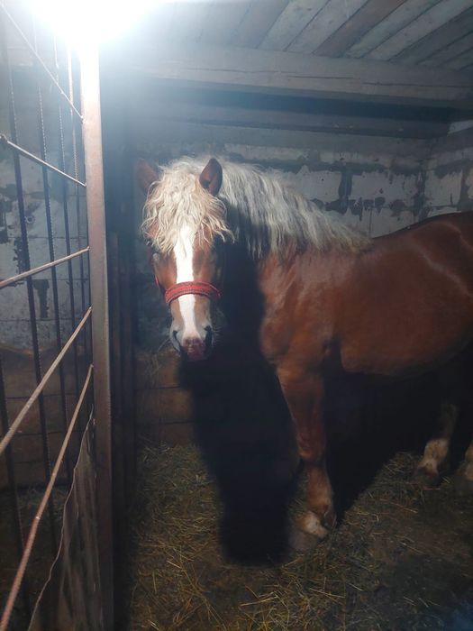 Vând doi armăsari ardenezi