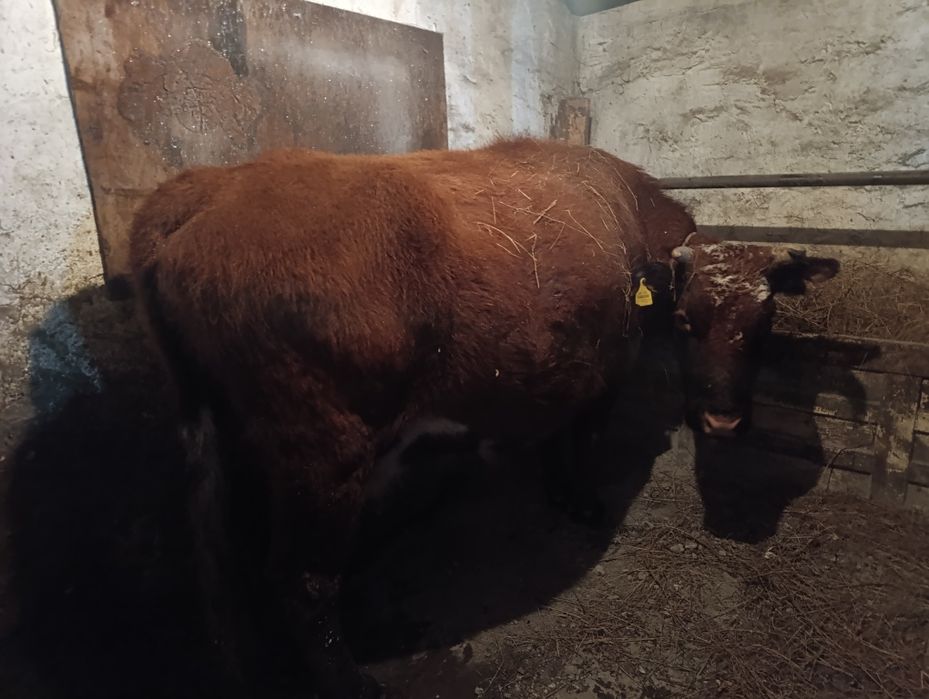 Продам корову  с телятами