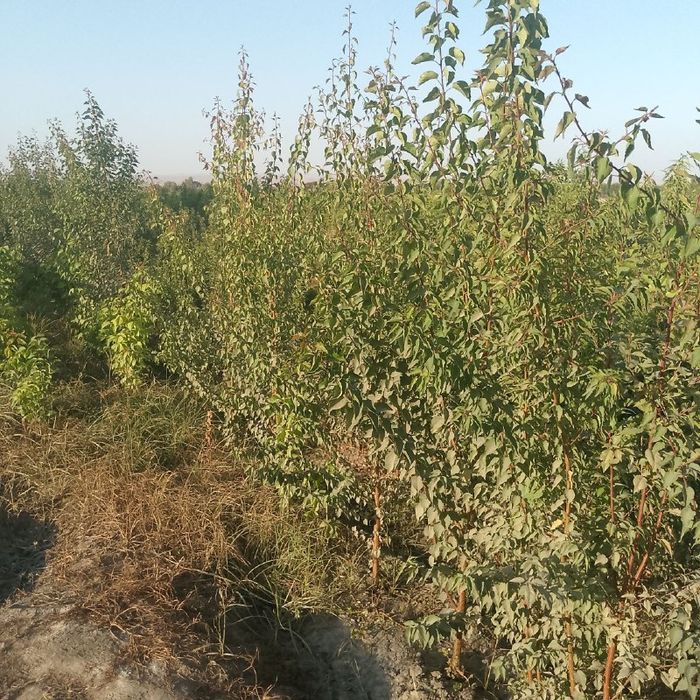 O'rik kuchati, Урик кучати