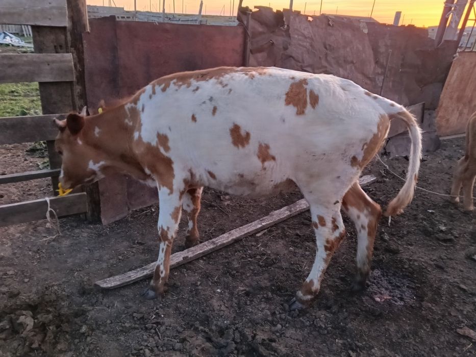 Семинтал қашарлар сатылады