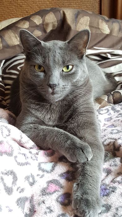 Отдам домашних котят в добрые руки