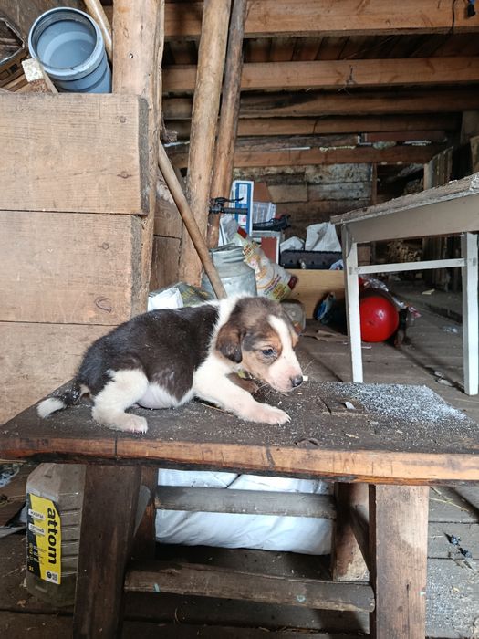 Продам щенка пегая гончая