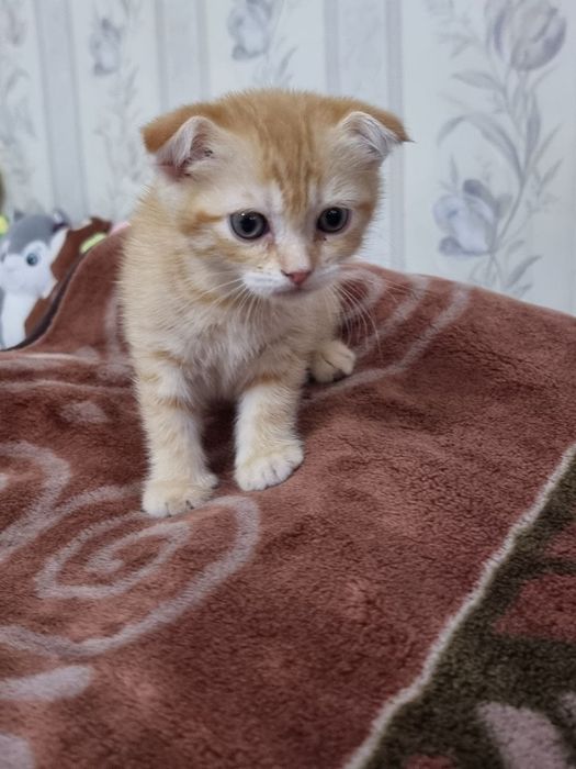 Продаётся котёнок Скотиш фолд  девочка