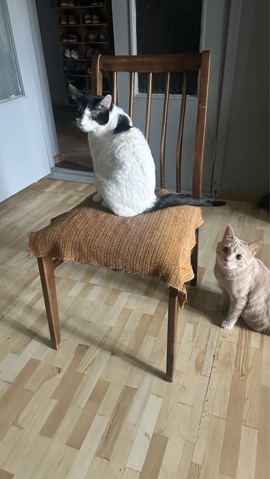 Продам стул