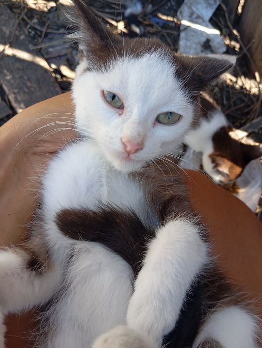 Котёнок котята две сестрички