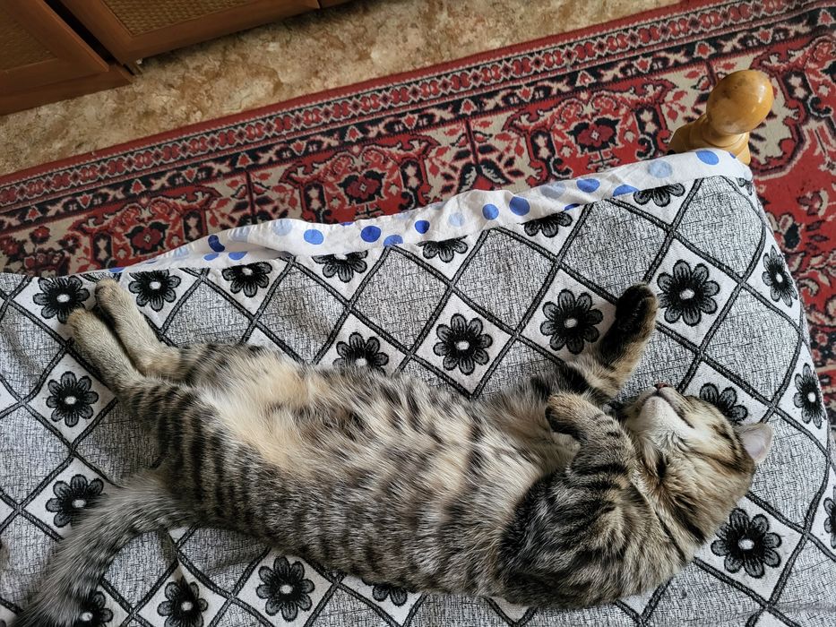Отдам кота в хорошие руки