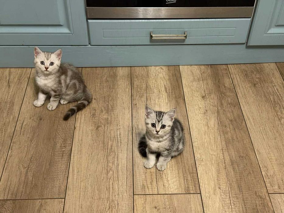 Продам котят. Шотландские