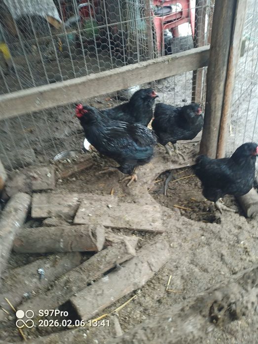 Familie araucana din 2025 doi plus unu.