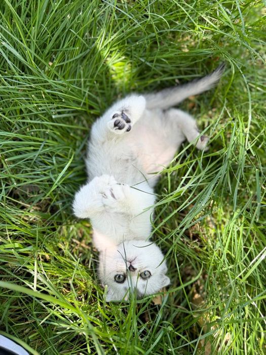 Продаются котята порода золотистая и серебристая шиншила