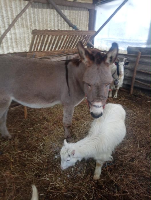 Vând măgar,o capră si o ieduță
