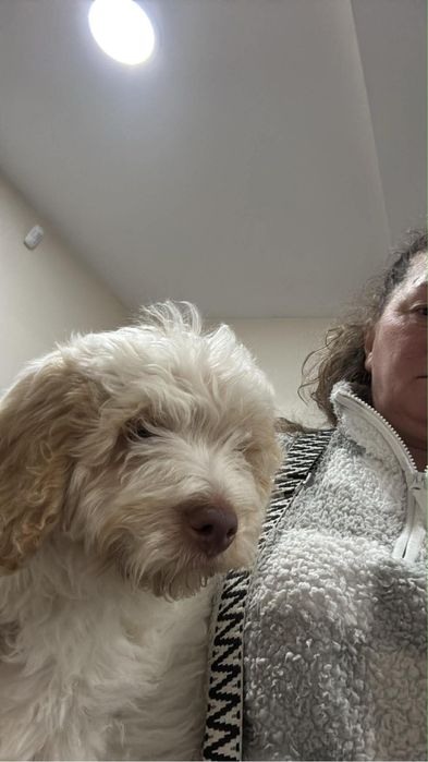 Продавам куче Лагото