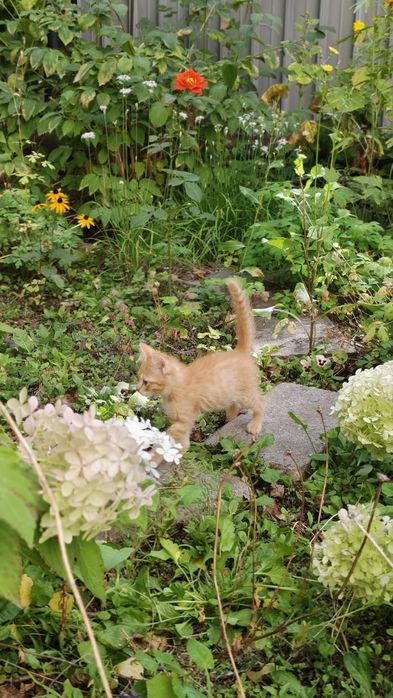Отдам здоровых котяток