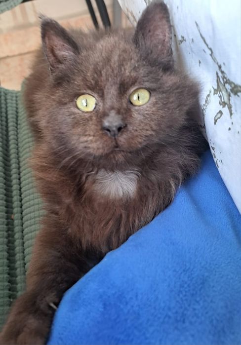 Отдам кошку добрые дела руки